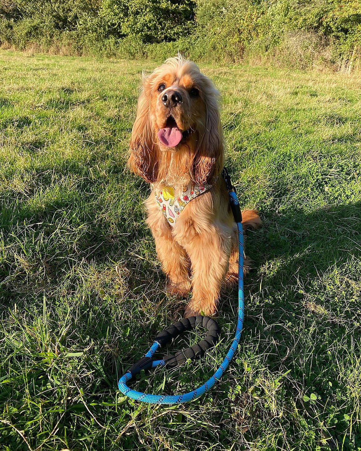 Dog Rope Lead With Reflective Stitching and Padded Handle