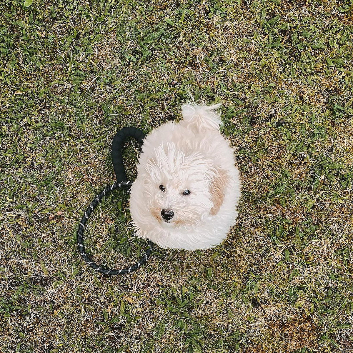Dog Rope Lead With Reflective Stitching and Padded Handle
