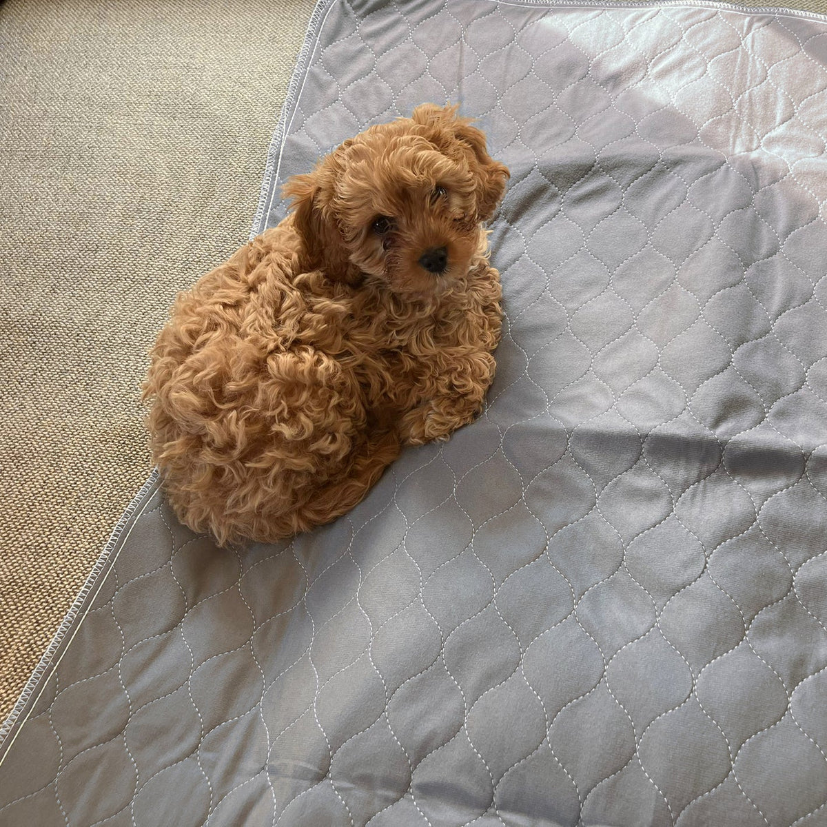 Two Pack of Reusable & Washable Pet Pads