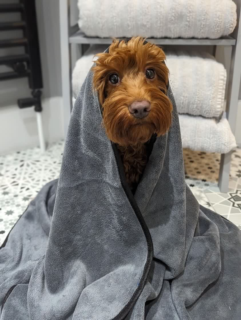 Microfiber Pet Towel - Extra Large