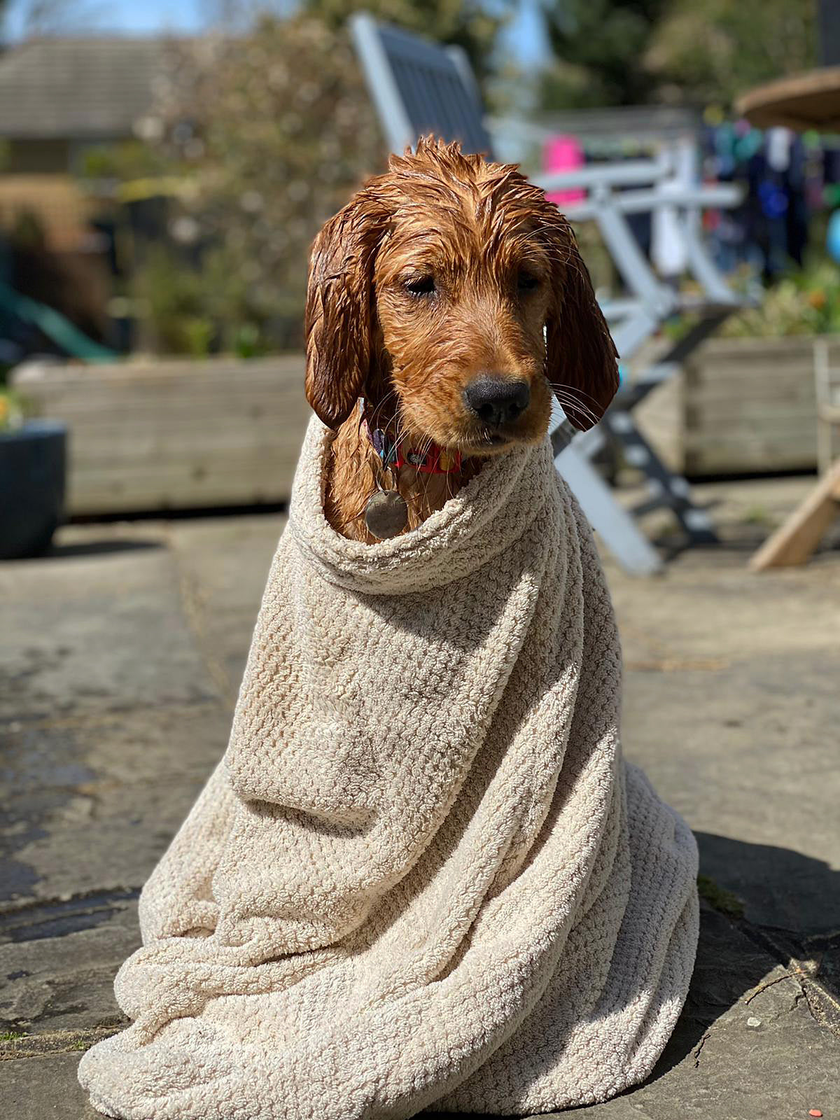 Super Absorbent Microfibre Dog Drying Bag