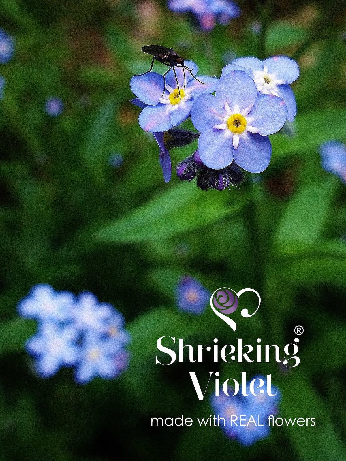 Forget-me-not necklace by Shrieking Violet® Sterling silver round