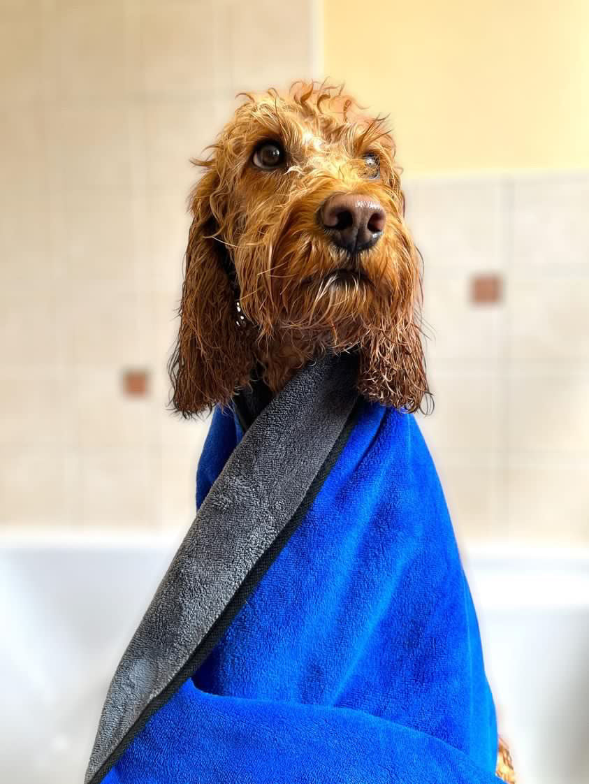 Microfiber Pet Towel - Extra Large